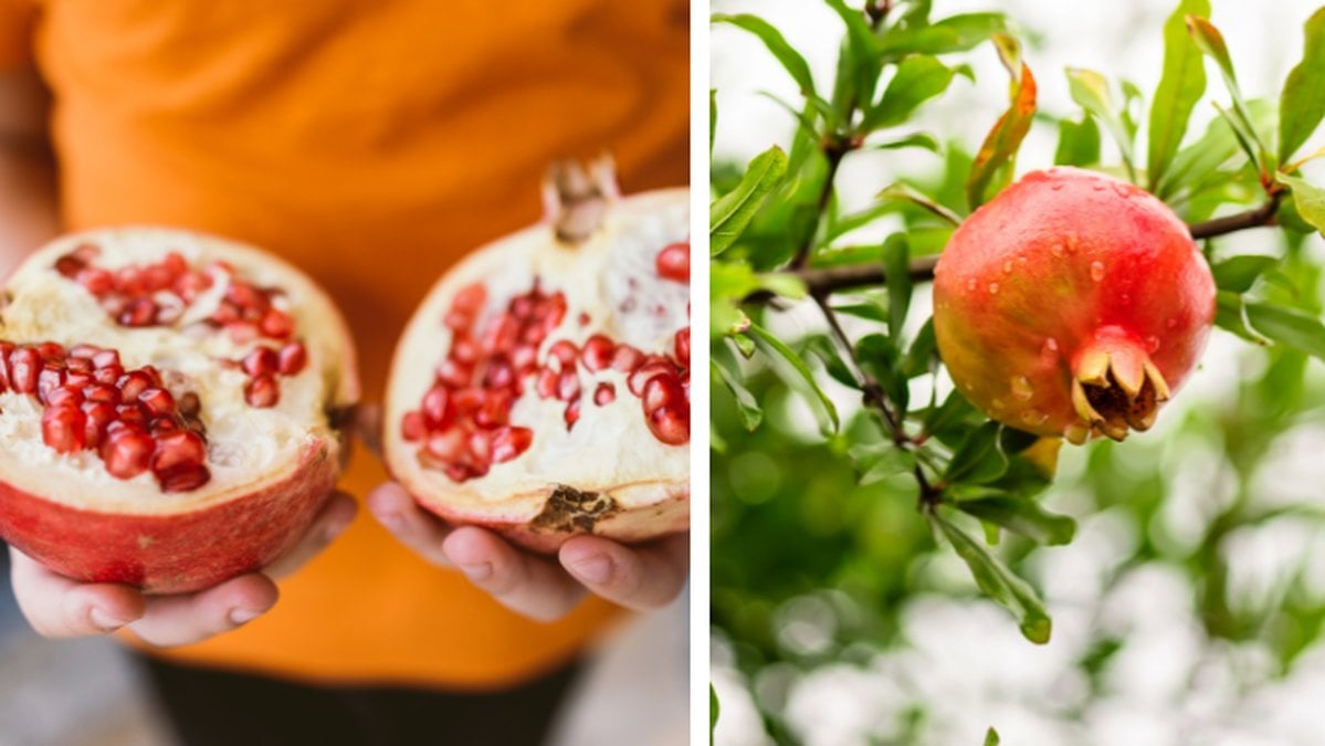 granatäpple nyttigt