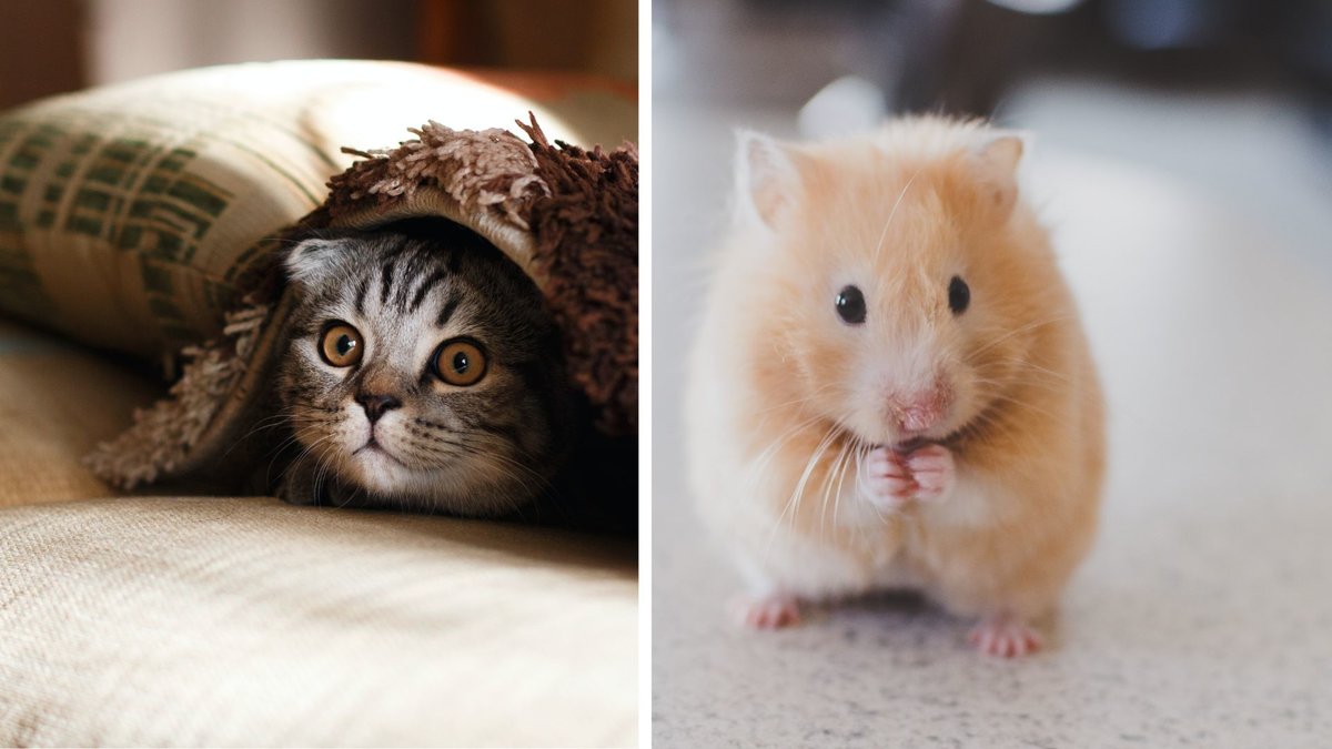 En katt och en hasmter